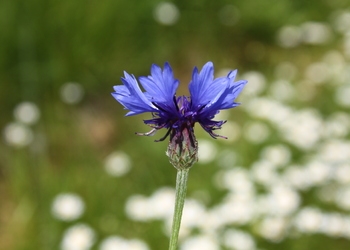 Kornblume (Centaurea cyanus L.) - © Emanuel Trummer